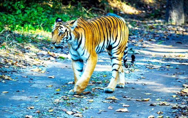 Wildlife Walk & Elephant Encounter