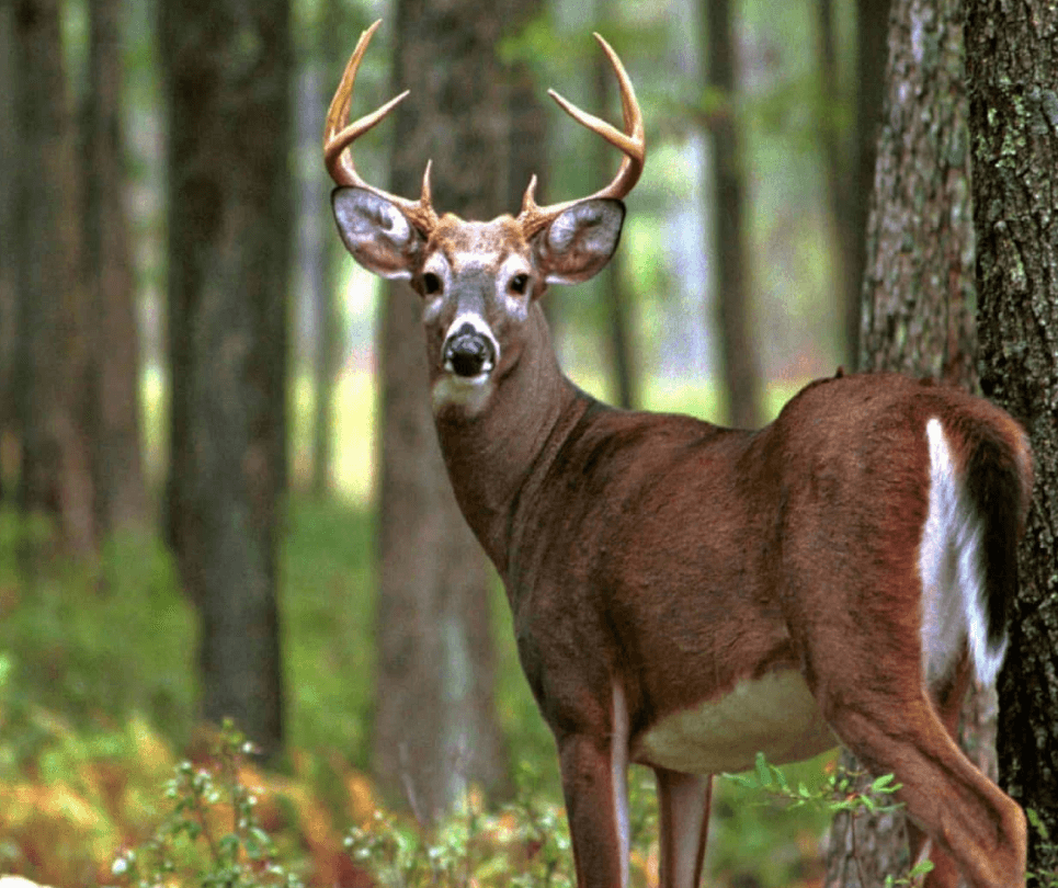 Askot Musk Deer Sanctuary Trek